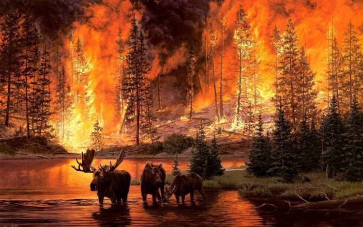 Картинки Пожар в лесу 