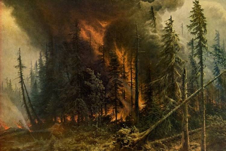 Российские леса постоянно горят, но их биомасса рекордно выросла