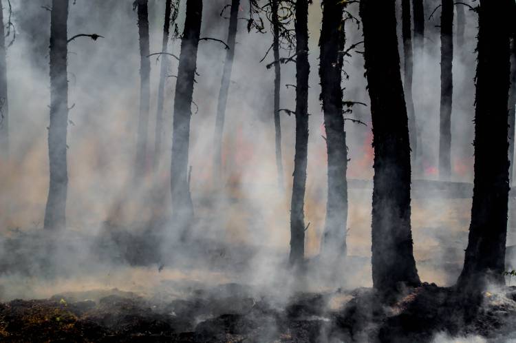 Как лесные пожары влияют на окружающую среду?