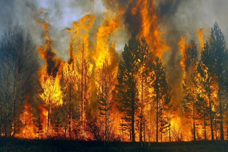 Лесной пожар картинки
