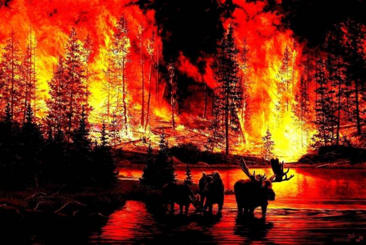 Картинки пожар в природе 