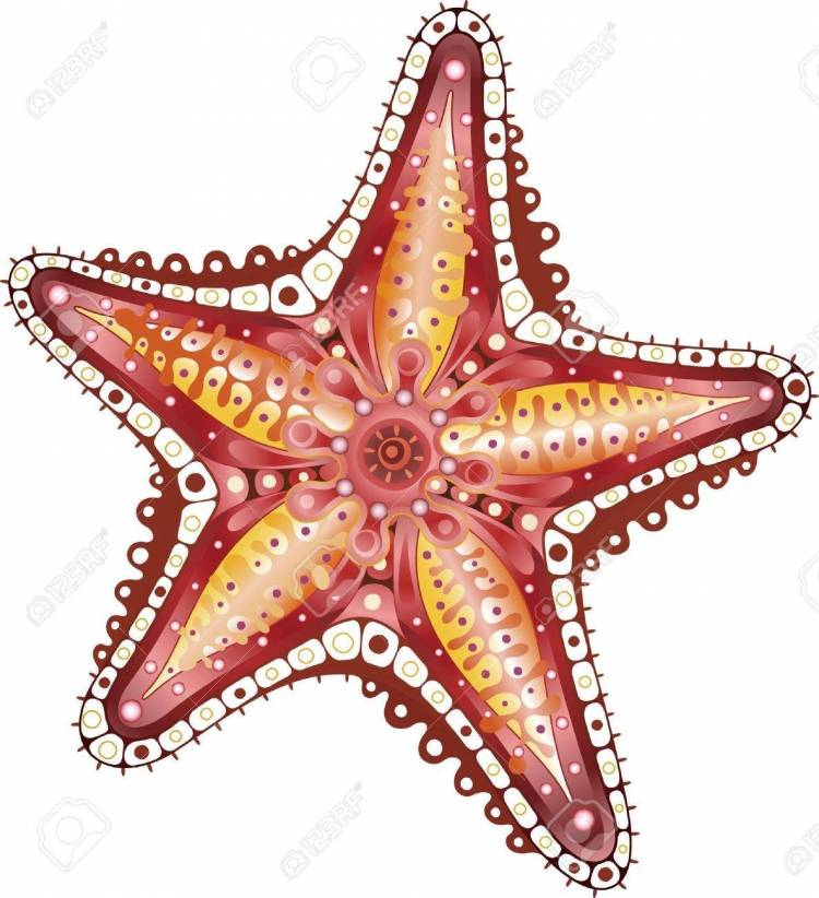 Картинка морская звезда