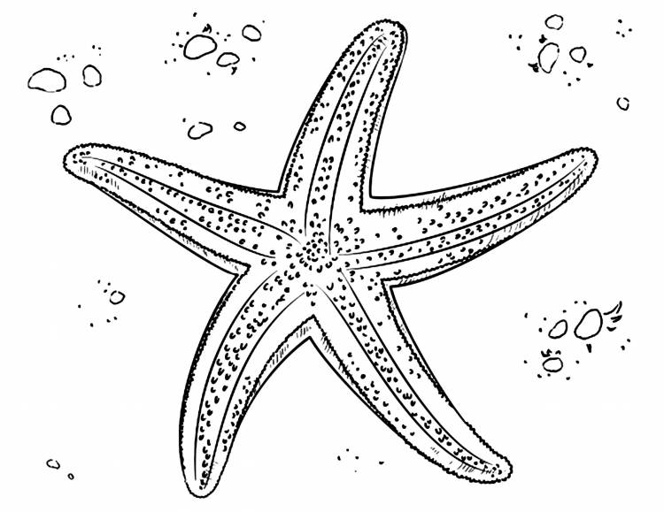 Морская звезда рисунок