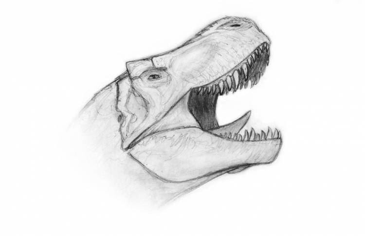 Динозавры рисунки карандашом для срисовки легкие