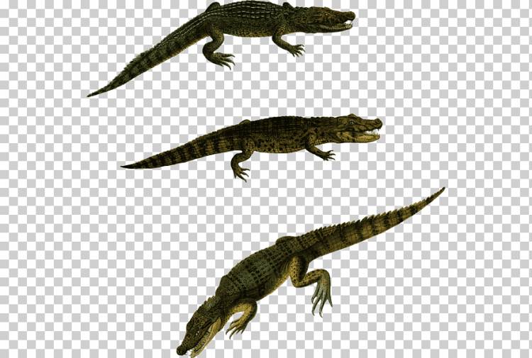 Ящерица-крокодил Аллигатор, рептилия, животные, фауна, земное животное png