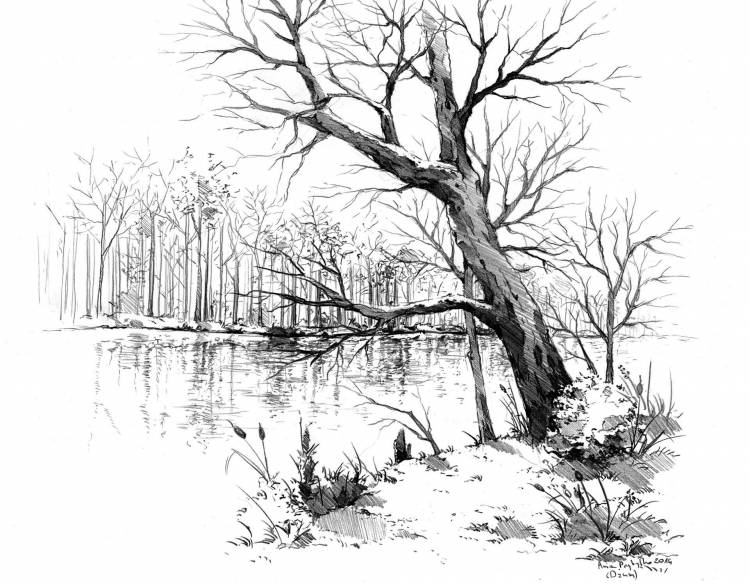 Осенний пейзаж черно белый рисунок карандашом