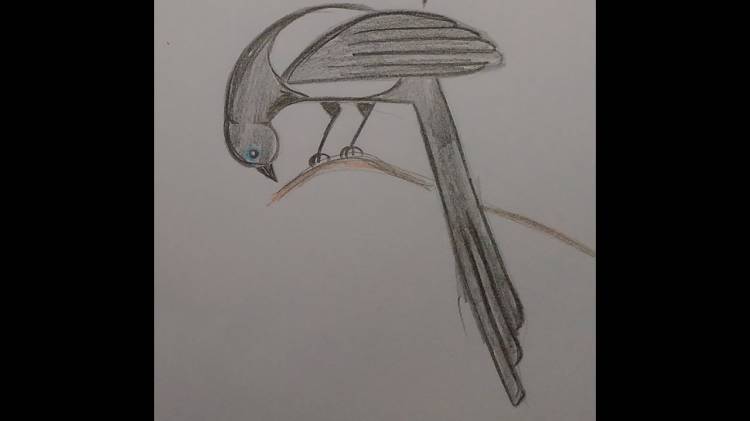 Как нарисовать сороку Сорока простой рисунок Нарисовать детям Рисуем птицу
