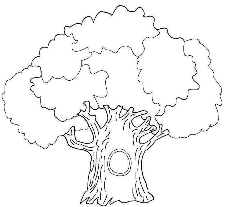 Рисунок дуб для детей карандашом