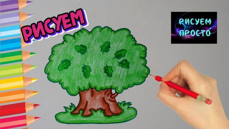 как нарисовать дуб