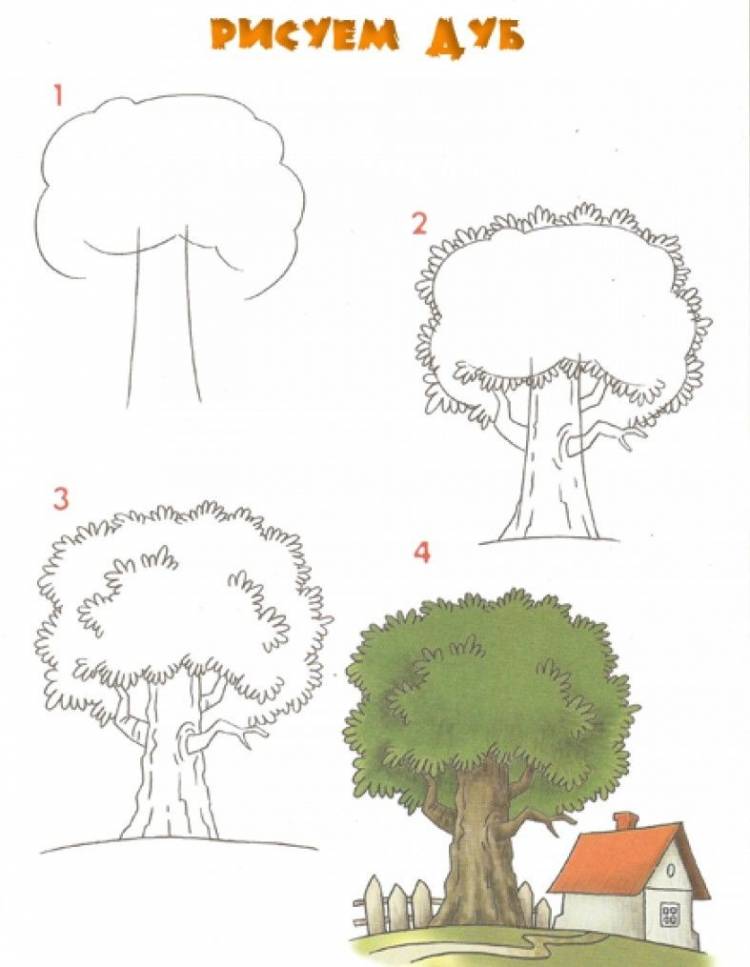 Как нарисовать дуб 