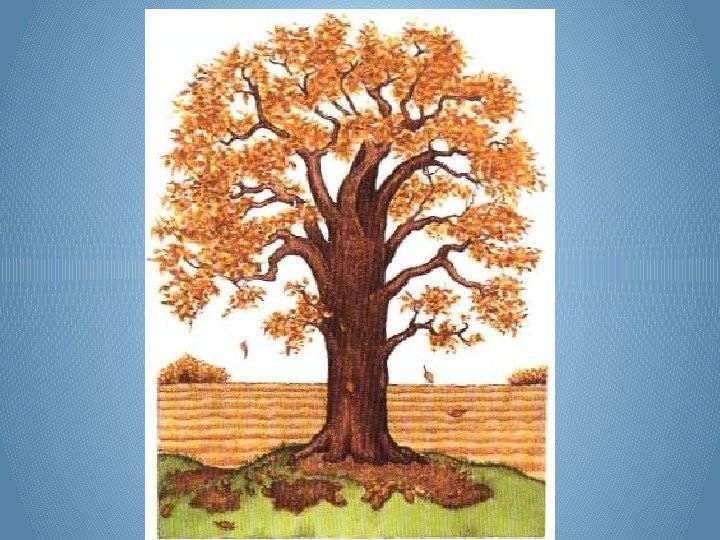 Осенний дуб рисунок детский 