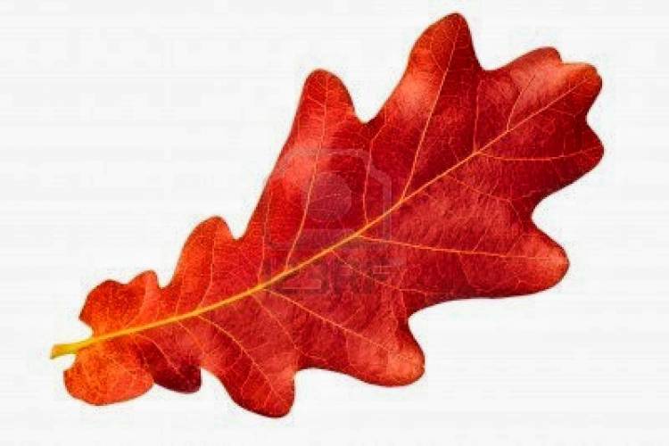 Дубовые листья осенью рисунок