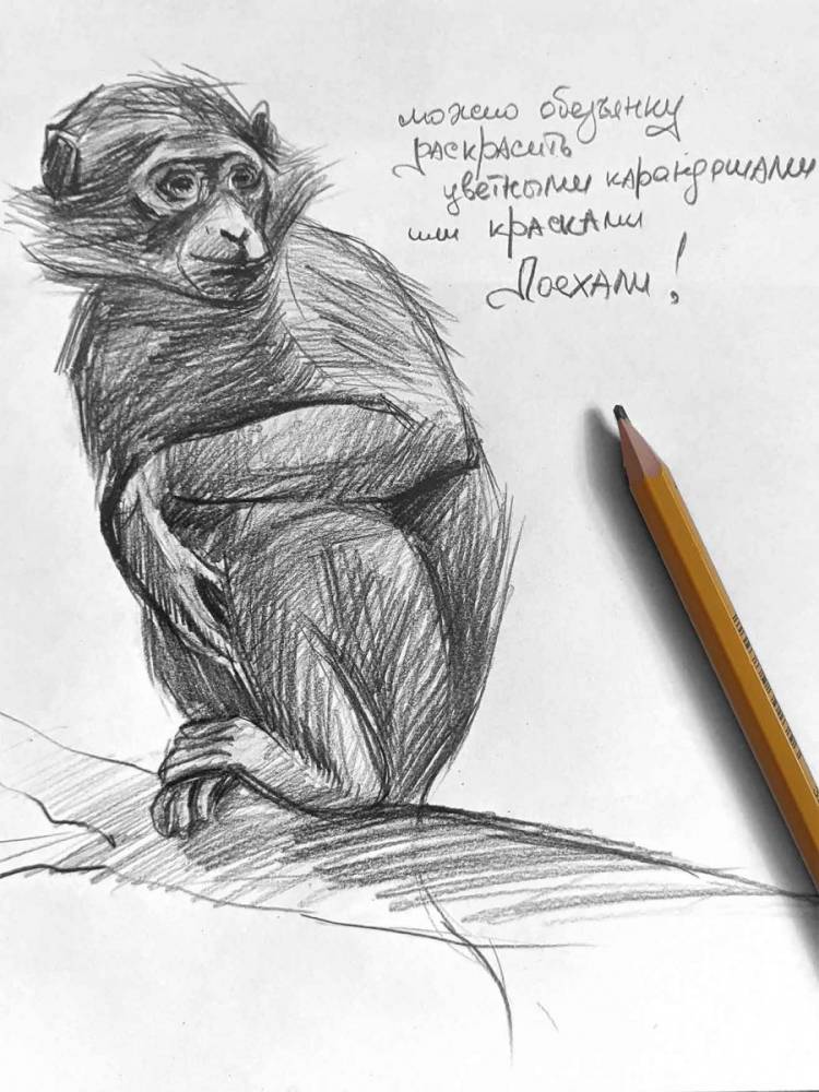 Нарисовать рисовать обезьяну поэтапно для детей карандашом