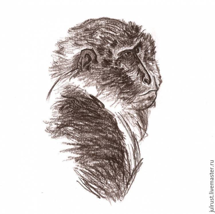Картина Портрет обезьяны, рисунок карандаш графика коричневый обезьяна