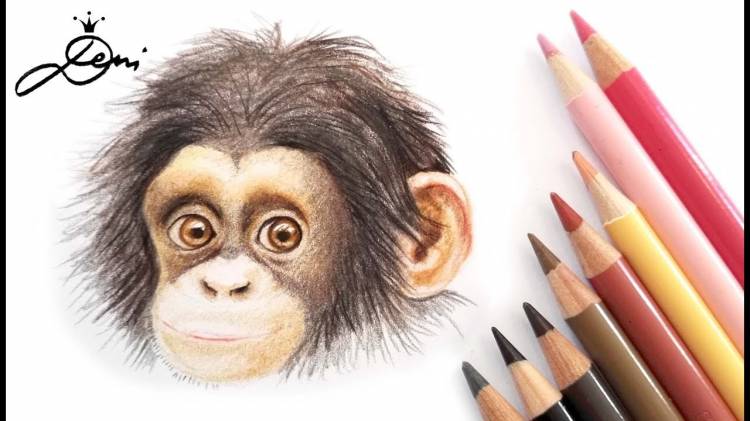 как нарисовать обезьяну