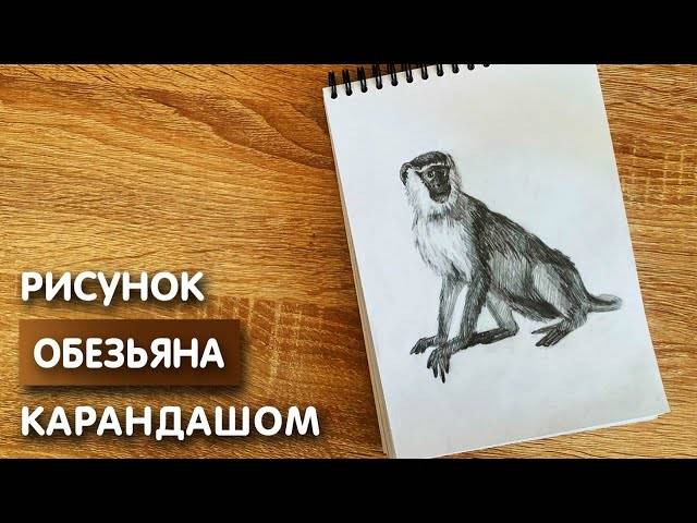 Как нарисовать обезьянку карандашом