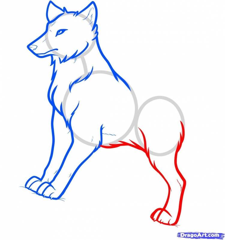 Как нарисовать красного волка