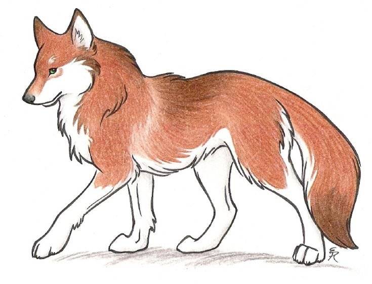 Красный волк рисунок 