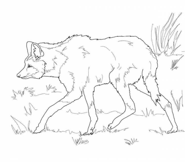 Раскраски Красный волк 