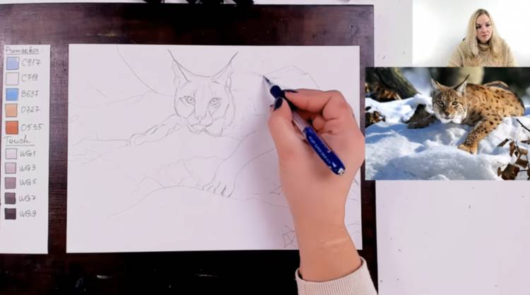 Как нарисовать рысь