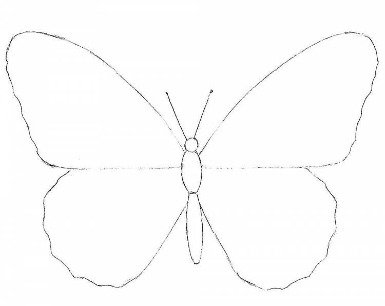 Обычный рисунок бабочки