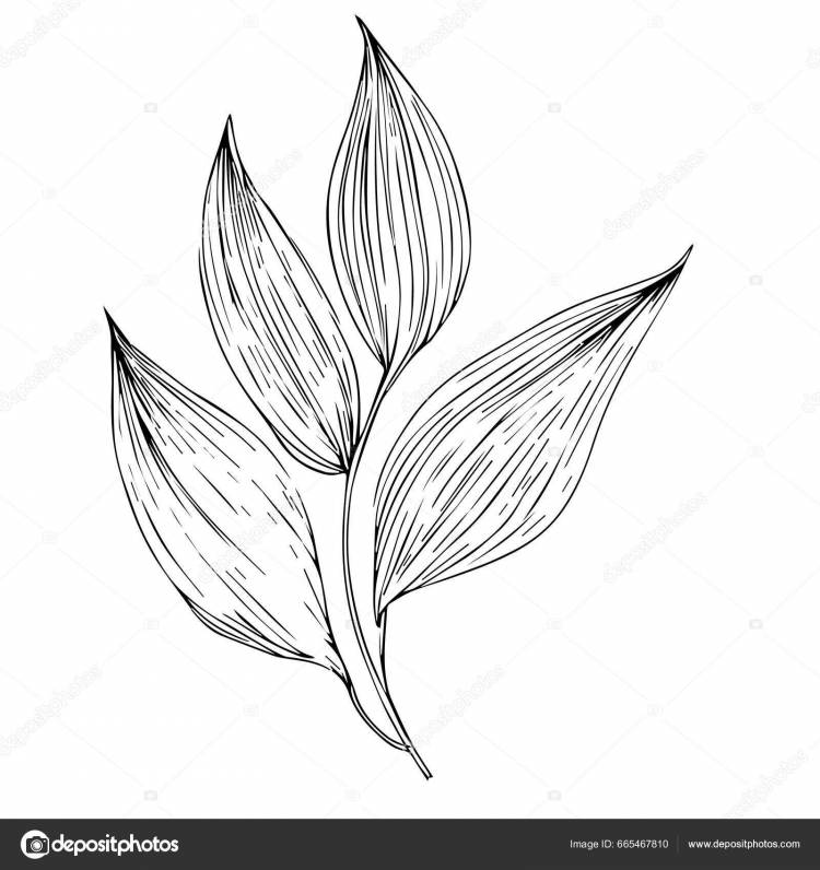 Черно Белый Ручной Листок Дерева Магнолии Простой Рисунок Ботанической Линии Векторное изображение ©saminaakter