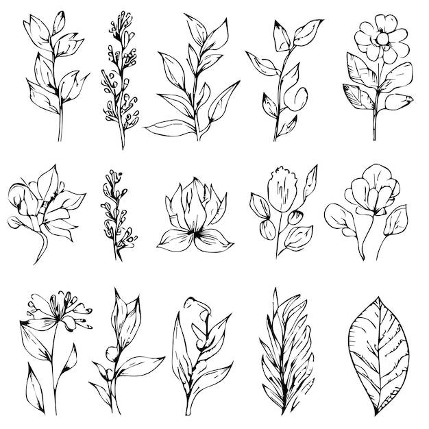 Коллекция рисованных растений и цветов, простые ботанические цветочные рисунки, легкие ботанические каракули