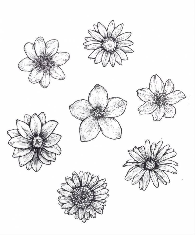 Картинки маленькие цветы для срисовки 