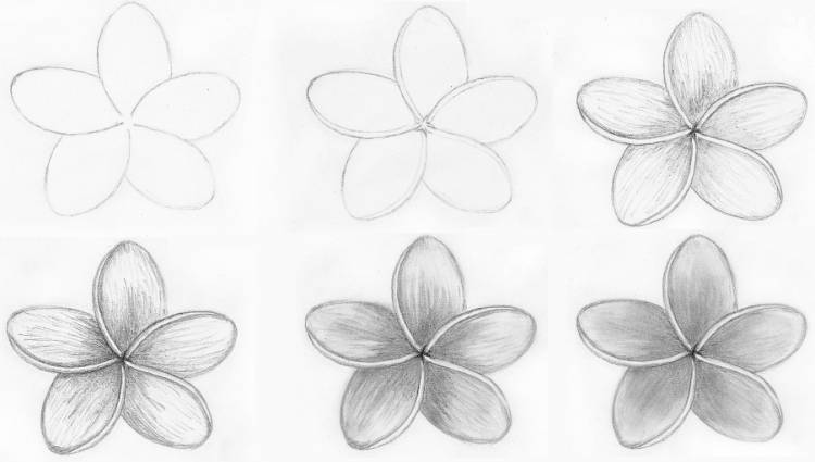 Картинки для срисовки легкие карандашом цветы 