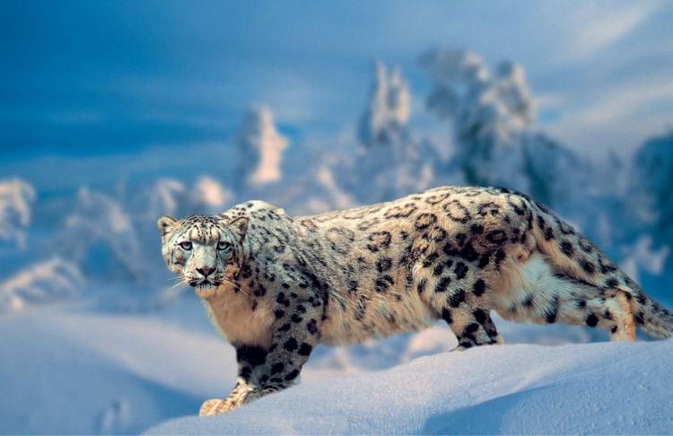 Картинки снежный леопард 
