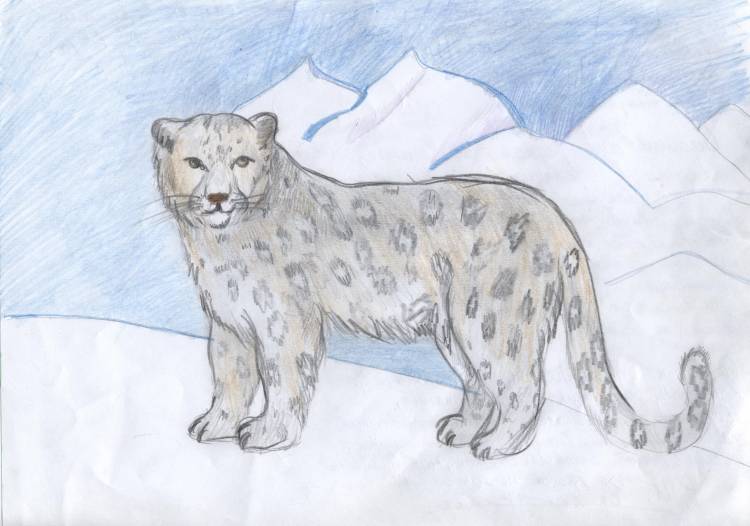 Снежный Барс рисунок карандашом для детей