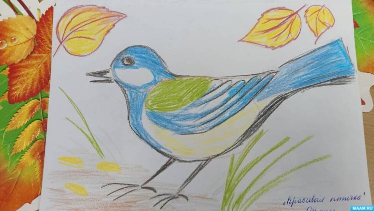 Занятие по рисованию цветными карандашами «Красивая птичка» 