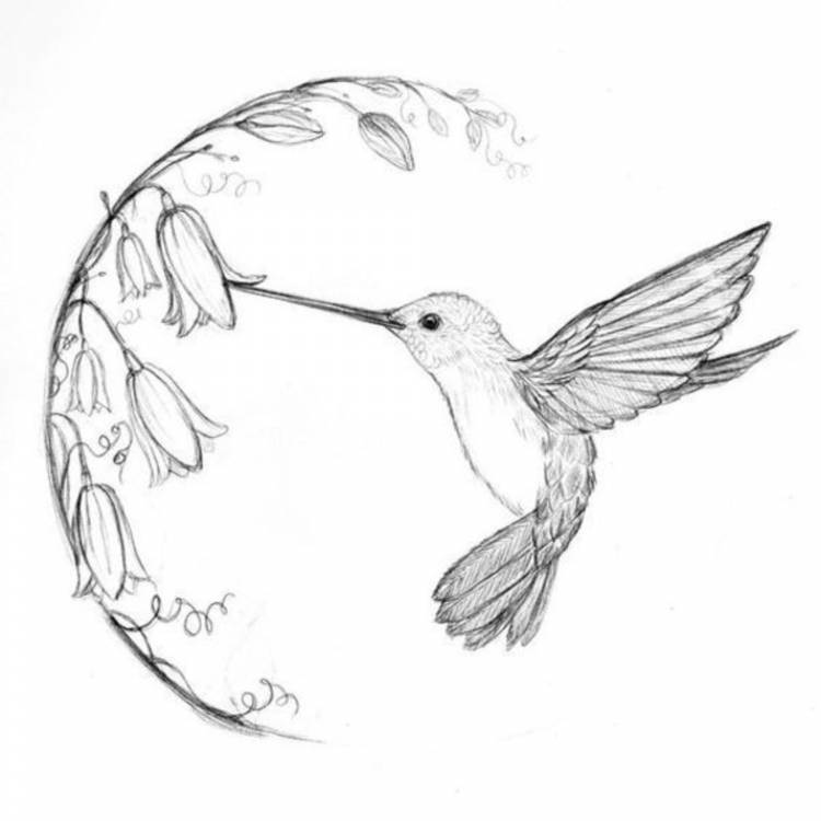 Рисунок птицы карандашом для детей