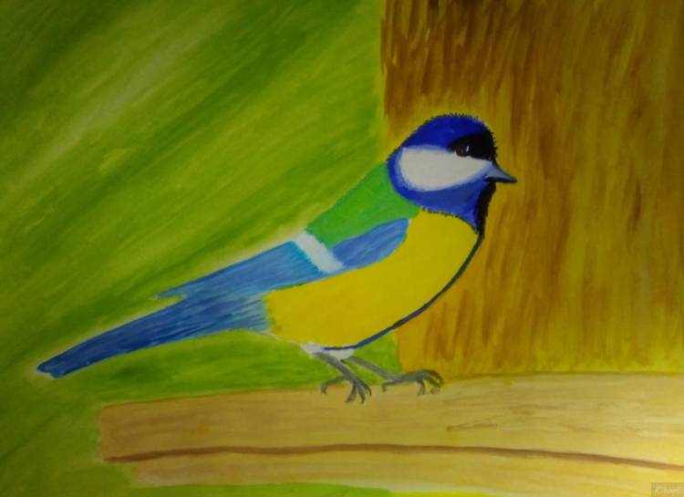 Птица синица рисунок
