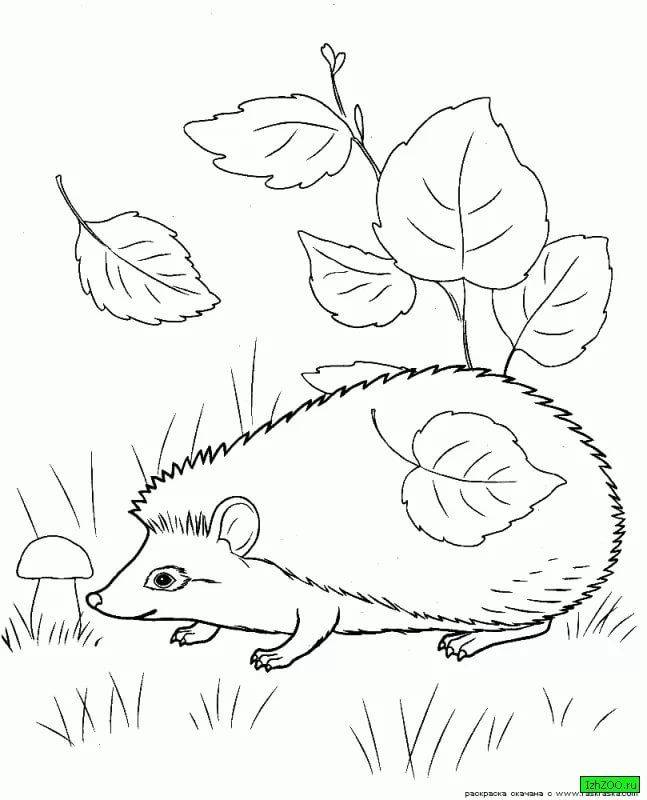лесные животные рисунки карандашом