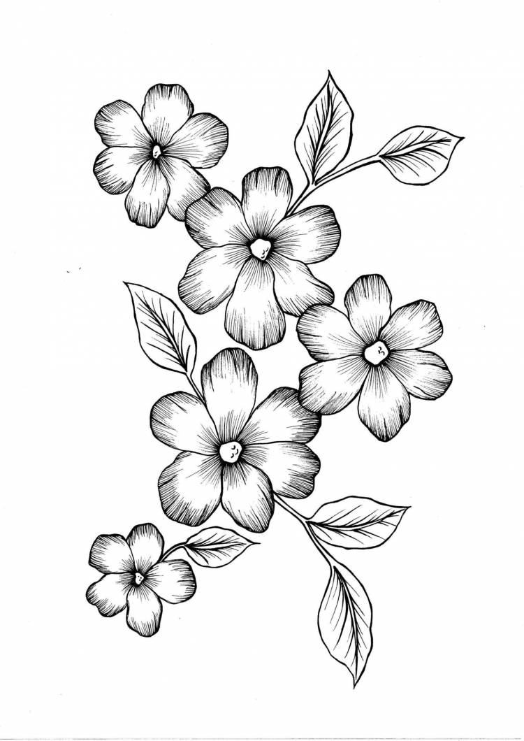 Цветок рисунок для срисовки карандашом