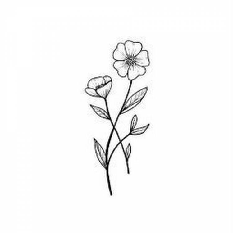 Рисунок карандашом цветы
