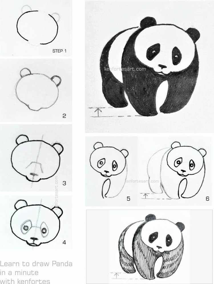 Панда рисунок поэтапно