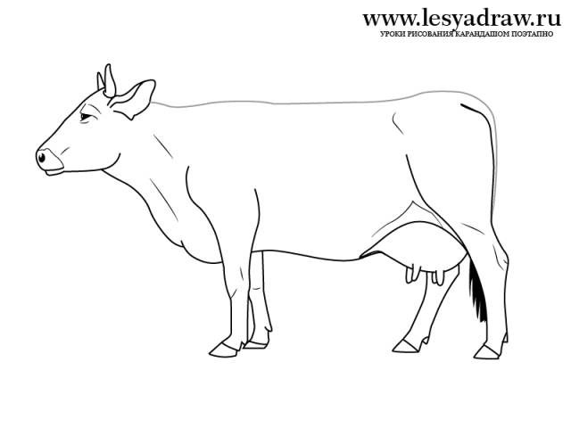 Рисунок коровы карандашом для детей 