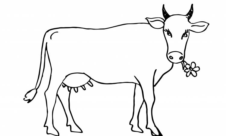 Рисунок корова для детей карандашом