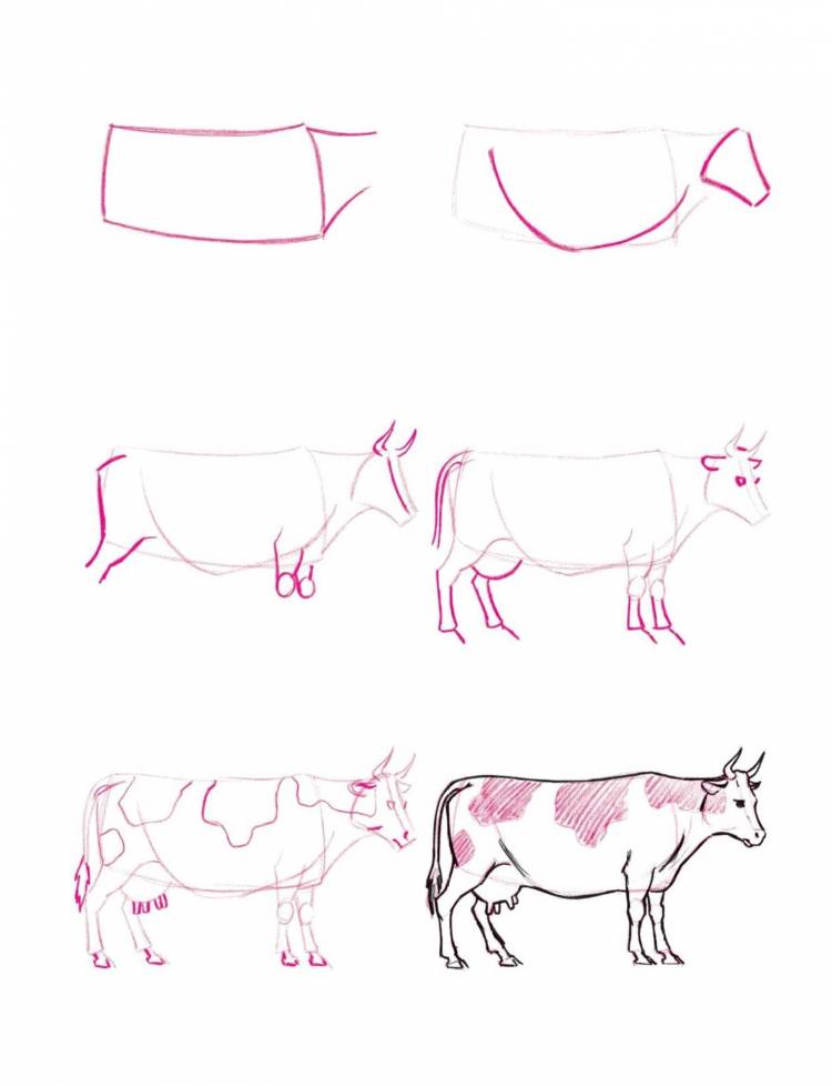 Корова рисунок для детей поэтапно
