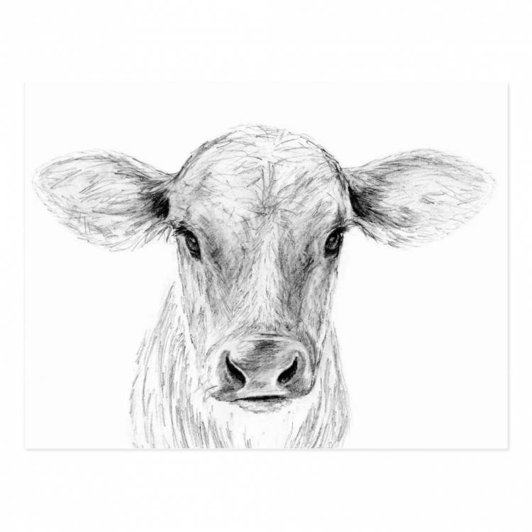 Корова рисунок карандашом простой