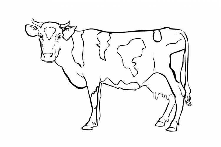 Рисунок корова раскраска