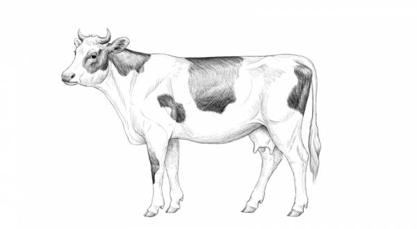 Рисуем Корову поэтапно карандашом