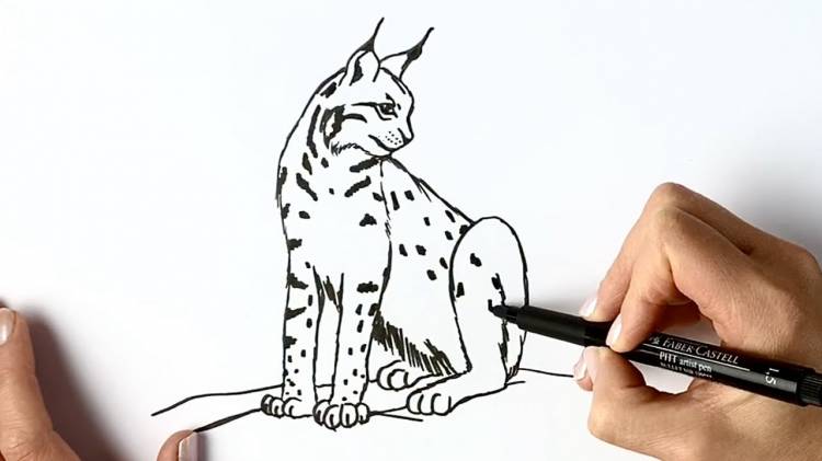 Как нарисовать рысь пошагово