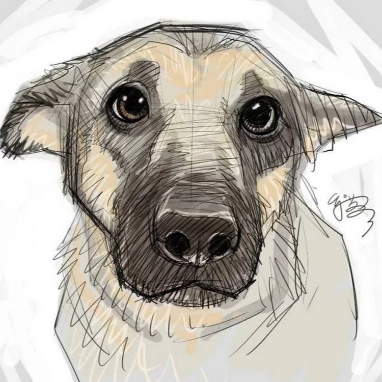 Рисунок собаки карандашом для срисовки легкие