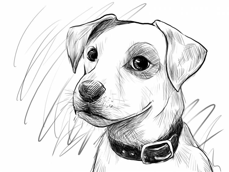 Рисунки собак карандашом для срисовки