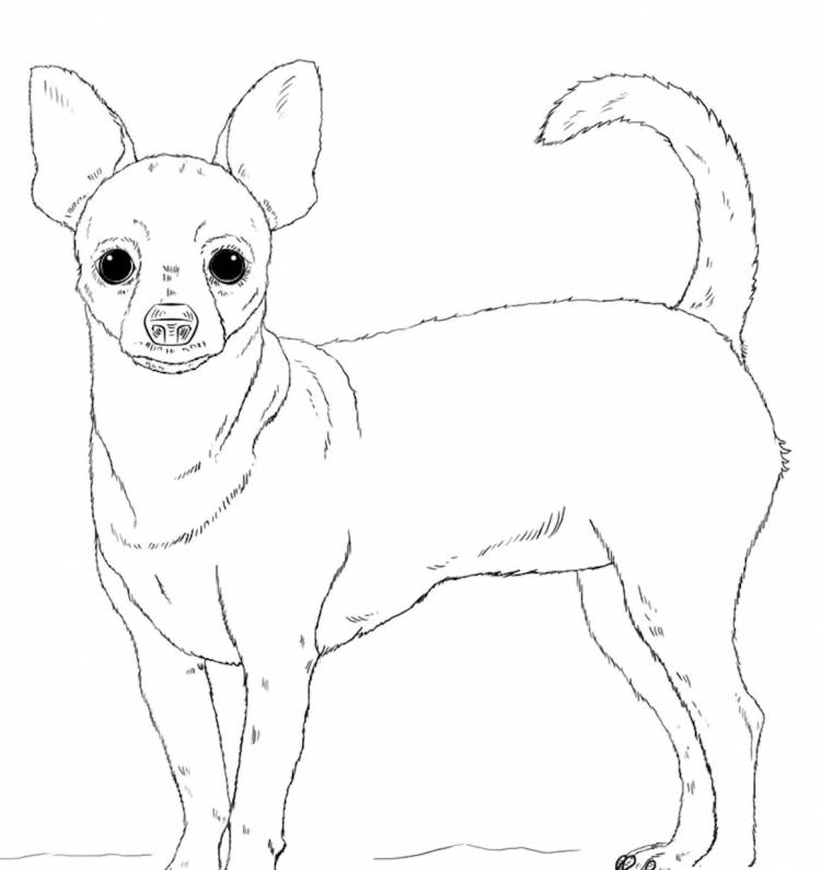 Собака рисунок легкий для срисовки
