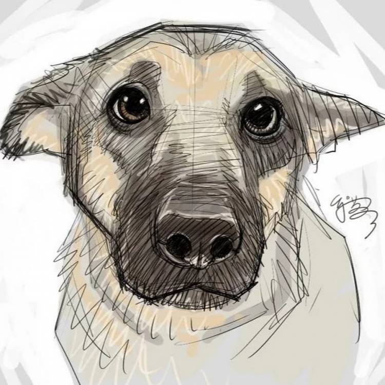 Рисунки карандашом легкие собаки