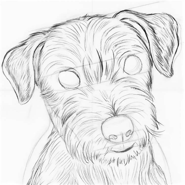 Рисунки собак карандашом для срисовки
